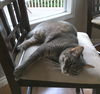 DEXTER - Offered by Owner