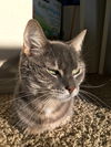 DEXTER - Offered by Owner