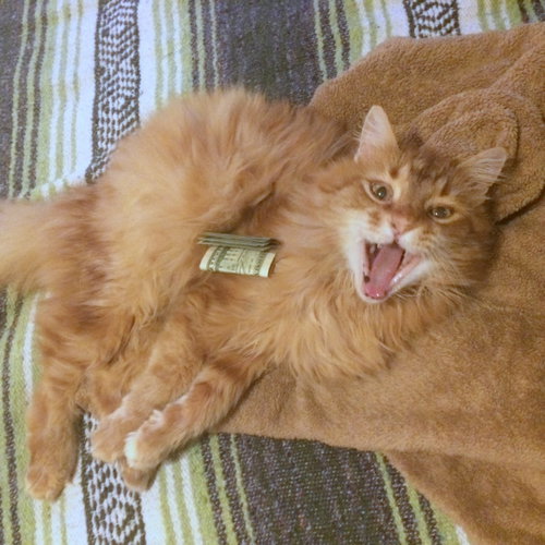 MR.WEASLEY - Offered by Owner Senior