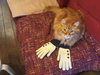 MR.WEASLEY - Offered by Owner Senior
