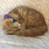 MR.WEASLEY - Offered by Owner Senior