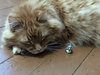 MR.WEASLEY - Offered by Owner Senior