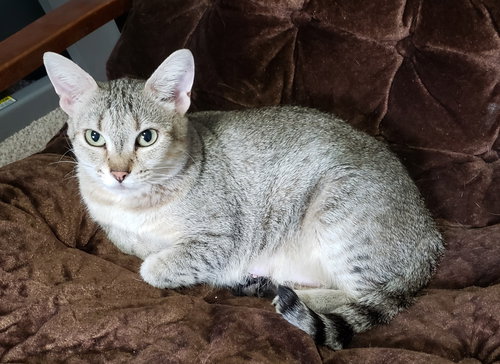 LULU