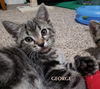 George and Jerry - Seinfeld Kittens