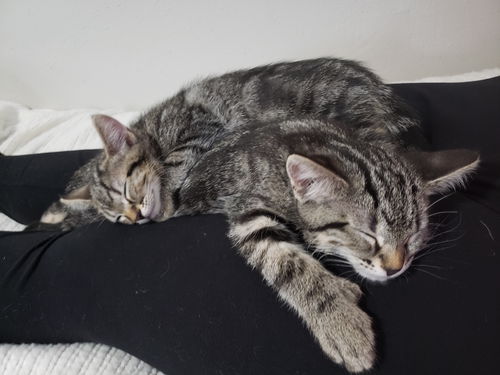 George and Jerry - Seinfeld Kittens