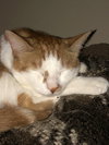 GIBSON - Offered by Owner