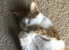 GIBSON - Offered by Owner