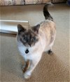 WAFFLES - Offered by Owner Siamese