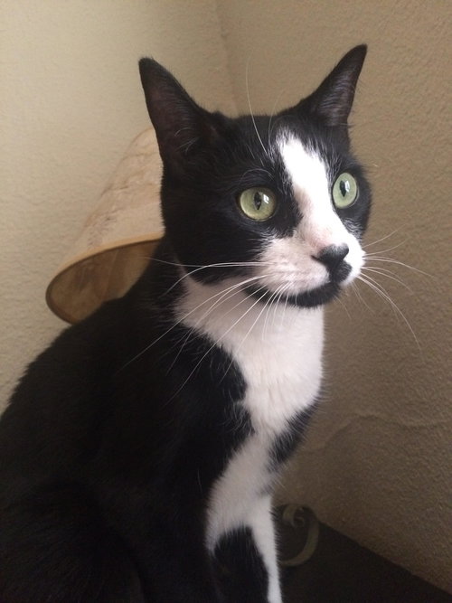 TUX - Offered by Owner - Young Male