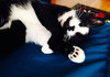 TUX - Offered by Owner - Young Male