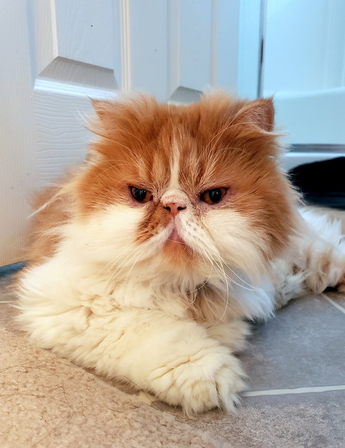 SIMBA - Offered by Owner - Persian