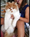 SIMBA - Offered by Owner - Persian