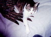 SIMON - Offered by Owner Senior Guy