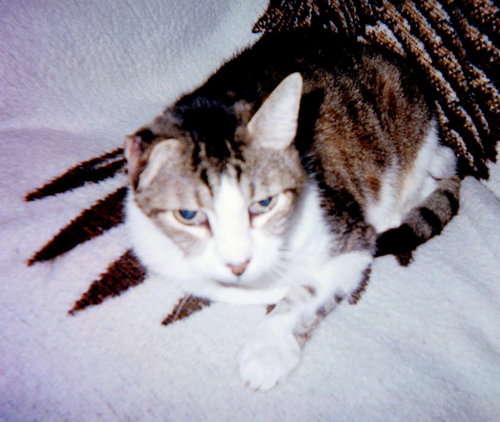SIMON - Offered by Owner Senior Guy