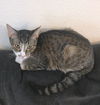 HUNTER - Offered by Owner - Young, Declawed