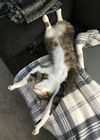 HUNTER - Offered by Owner - Young, Declawed