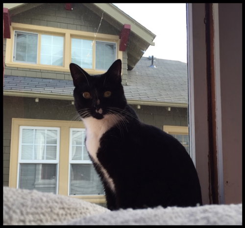 SYMBA - Offered by Owner