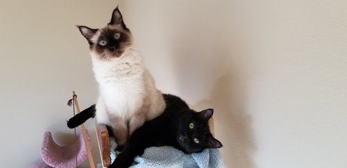 Ava & Huey - Offered by Owner Mom & Son