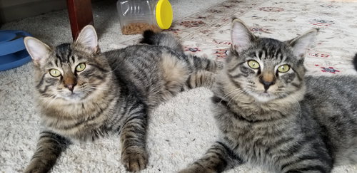 Max and Cody - Offered by Owner Brothers