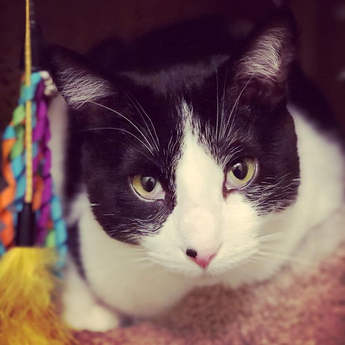 PERCY - Offered by Owner Young male