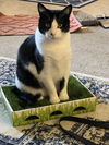 PERCY - Offered by Owner Young male