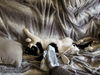 PERCY - Offered by Owner Young male