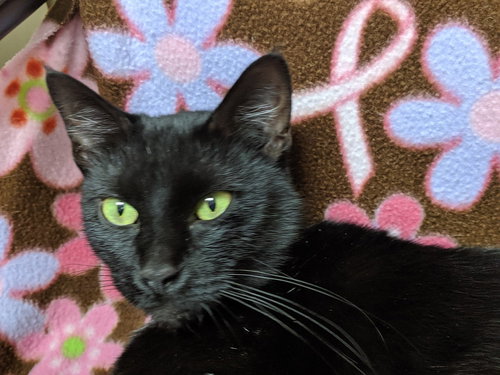 MINK - Young Black Beauty