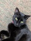MINK - Young Black Beauty