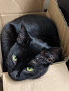 MINK - Young Black Beauty