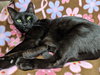 MINK - Young Black Beauty