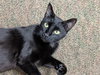 MINK - Young Black Beauty