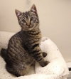ROSIE (sister to Dende and Mr.Piccolo)