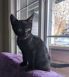 MACAROON and her brother STRUDEL