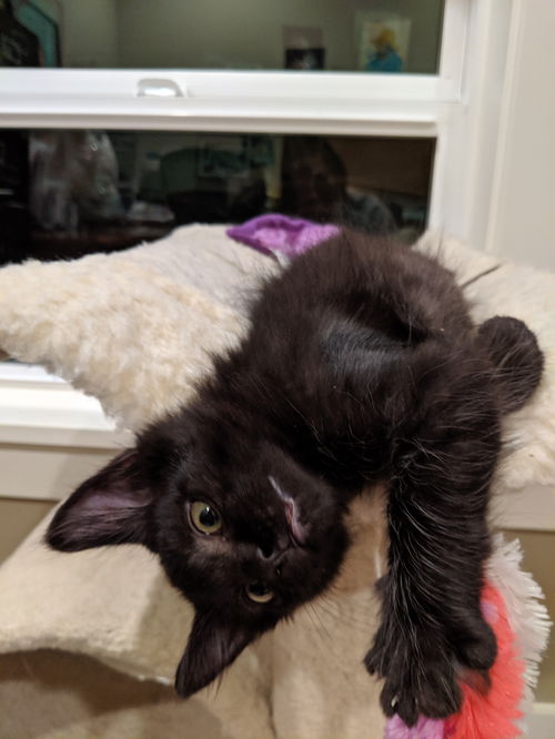 ANDY - Offered by Owner