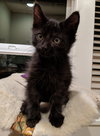 ANDY - Offered by Owner