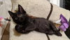 ANDY - Offered by Owner