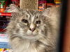 JONAS - Offered by Owner - Senior
