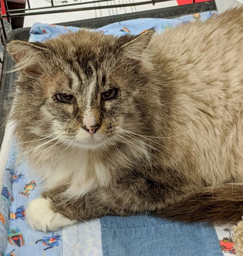 JONAS - Offered by Owner - Senior