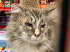 JONAS - Offered by Owner - Senior