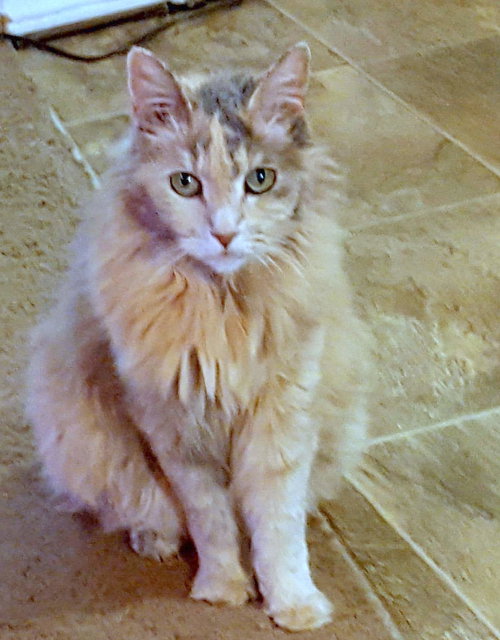 AUTUMN - Offered by Owner - Declawed Sr.
