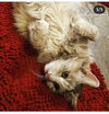 AUTUMN - Offered by Owner - Declawed Sr.