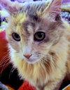 AUTUMN - Offered by Owner - Declawed Sr.