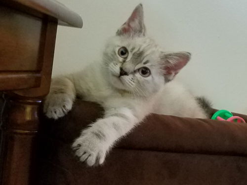 Nutmeg