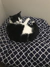 PENNY - Offered by Owner