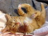 SID - Offered by Owner
