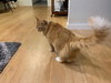 SID - Offered by Owner
