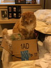 SID - Offered by Owner