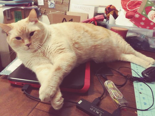 NORMAN - Offered by Owner