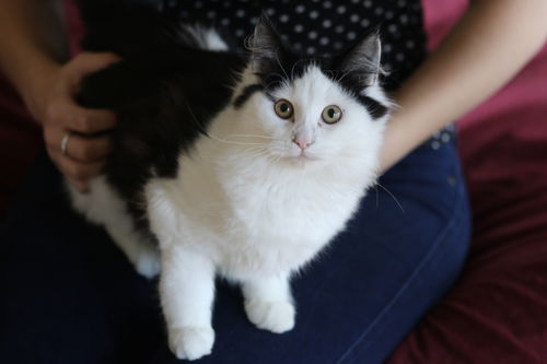 LICORICE - Sweet girl kitty