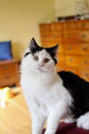 LICORICE - Sweet girl kitty